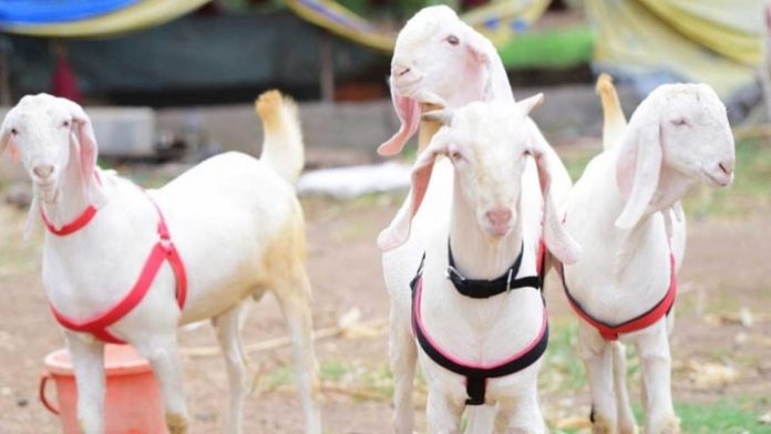 Diarrhea in Goats