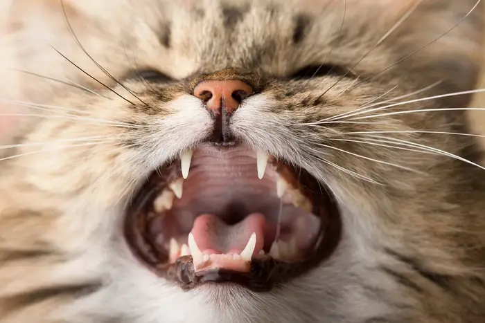 Feline Gingivitis