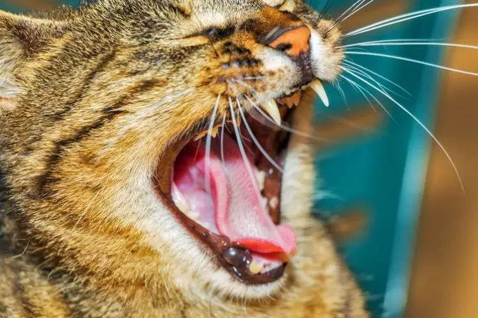 Gingivitis in Cats