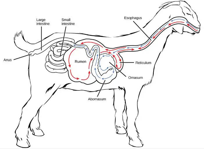 Goat Digestive System