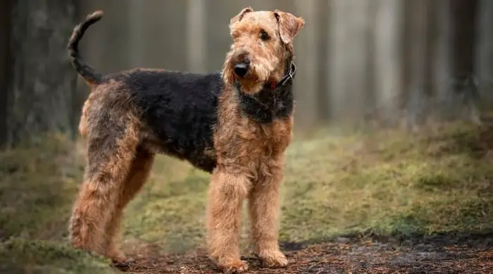 Health of Airedale Dog