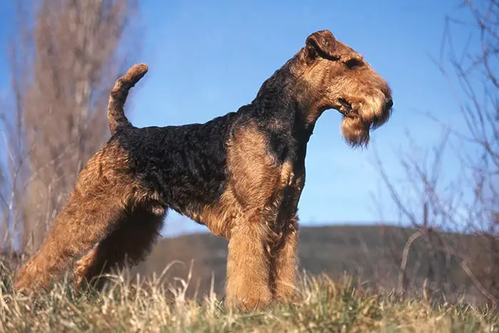 Height and Weight of Airedale Dog