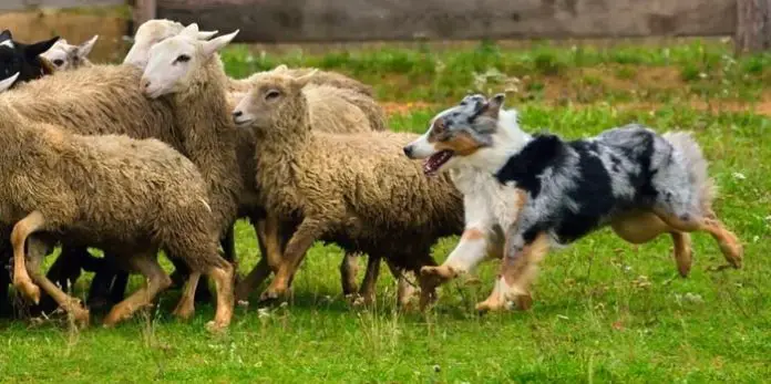 Herding Dog Breeds
