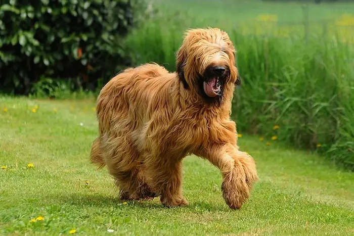 Herding Dog Breeds- Briard