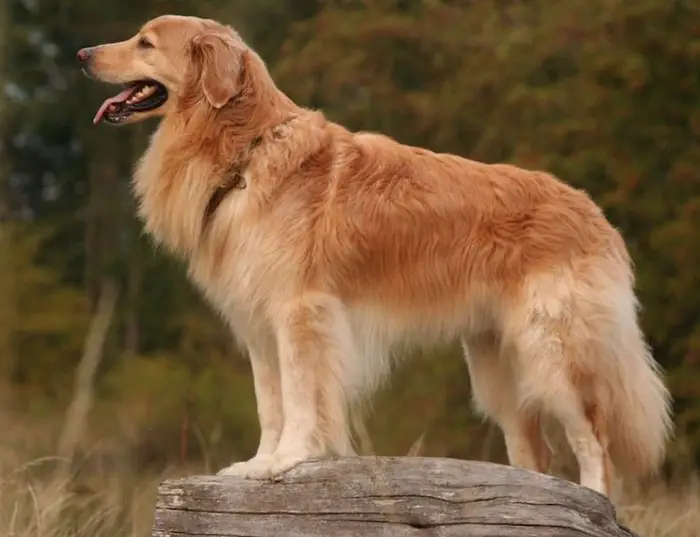 Herding Dog Breeds-Hovawart