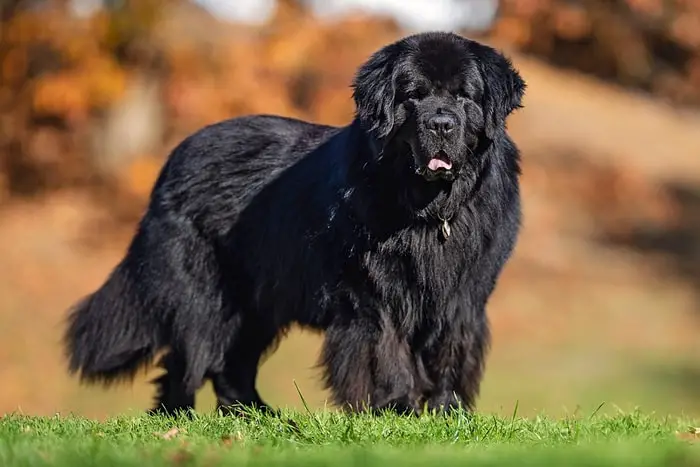 Herding Dog Breeds- Newfoundlands