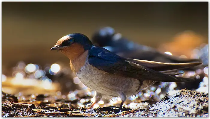 Hill Swallow