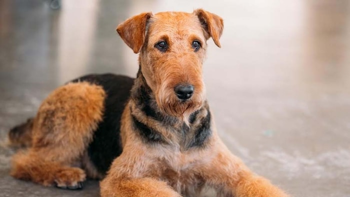 History of Airedale Terrier