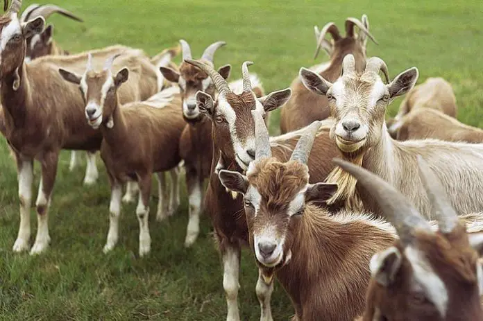 Hoof Rot in Goats