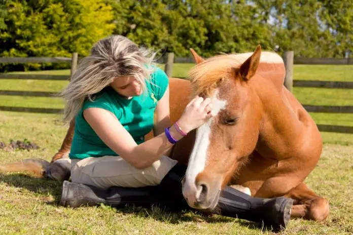 Horse Euthanasia