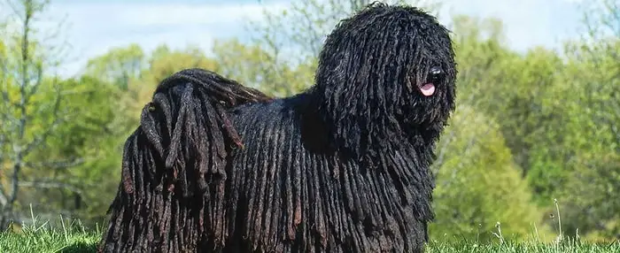 Hungarian Puli