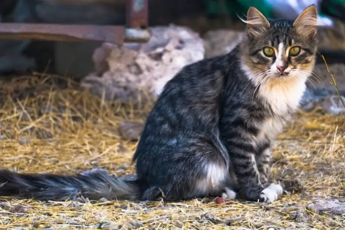 Hyperthyroidism in Cats