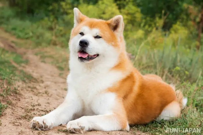 Japanese Akita