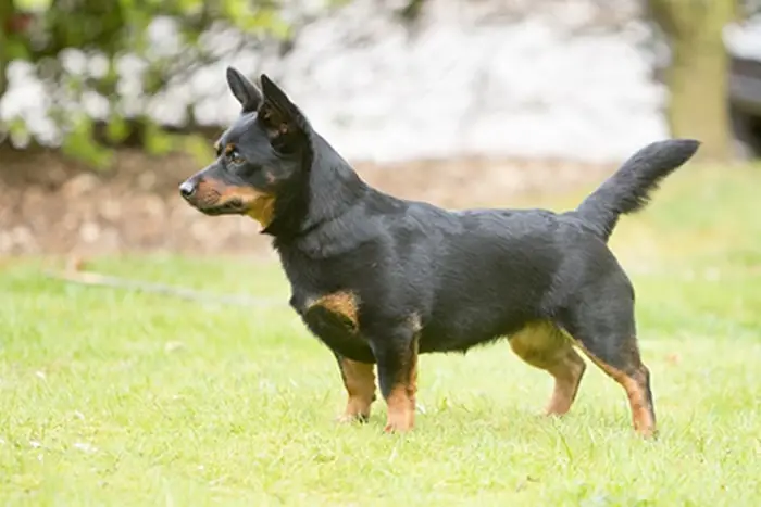 Lancashire Heeler