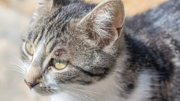 Lyme Borreliosis in Cats