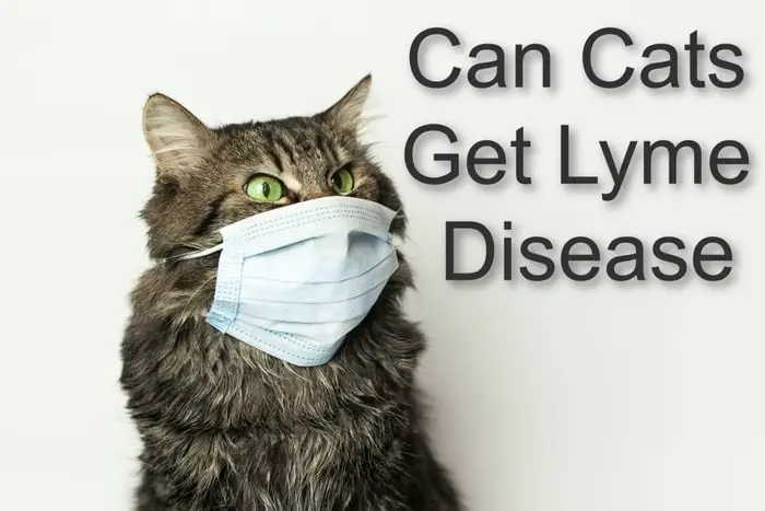 Lyme Disease in Cats