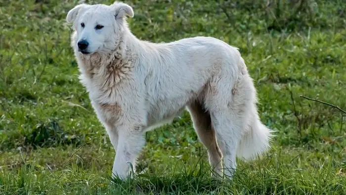 Maremma Sheepdog