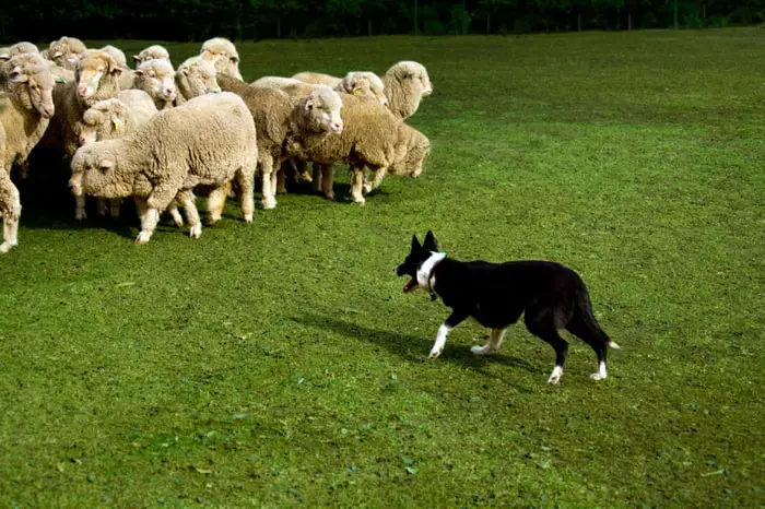 Most Common Herding Dog Breeds