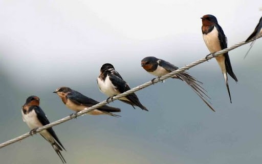 Most Common Types of Swallows