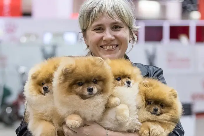 Most Popular Toy Dog Breeds