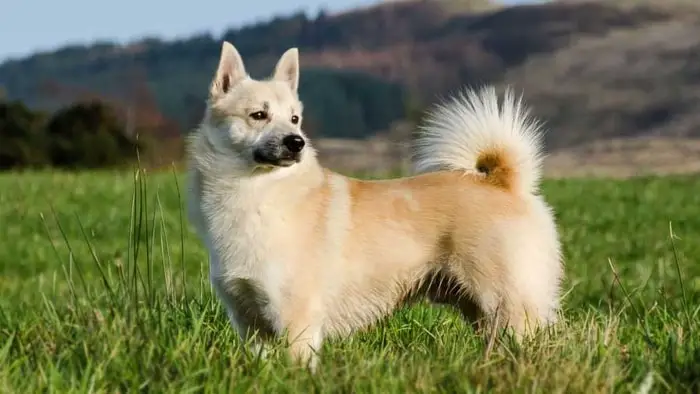 Norwegian Buhund