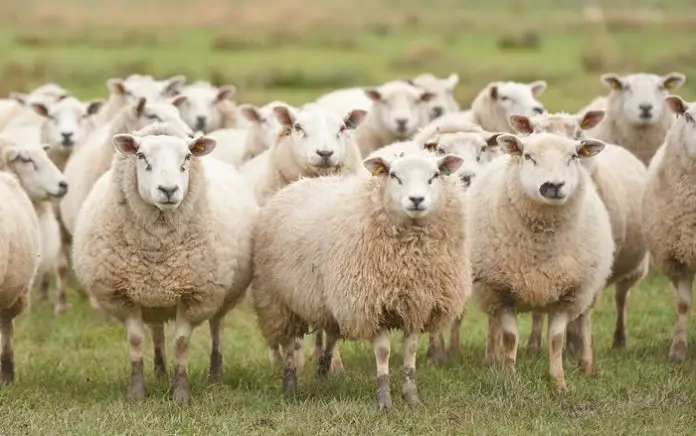 ORF in Sheep