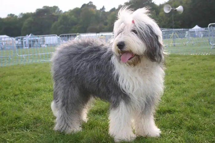 Old English Sheepdog