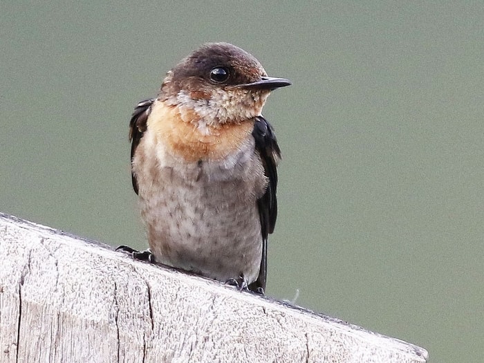 Pacific Swallow 2