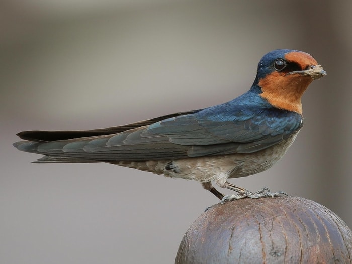 Pacific Swallow