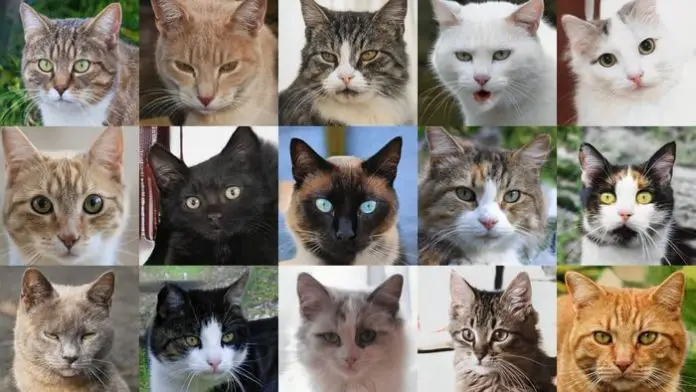 Pancreatitis in Cats
