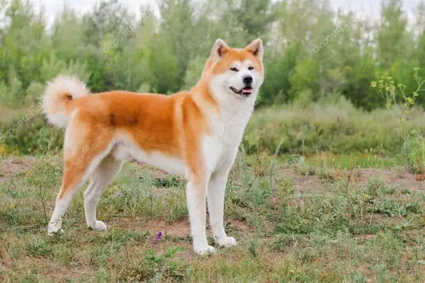 Physical Features of Akita