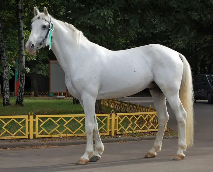 Physiacal Features of Russian Trotter