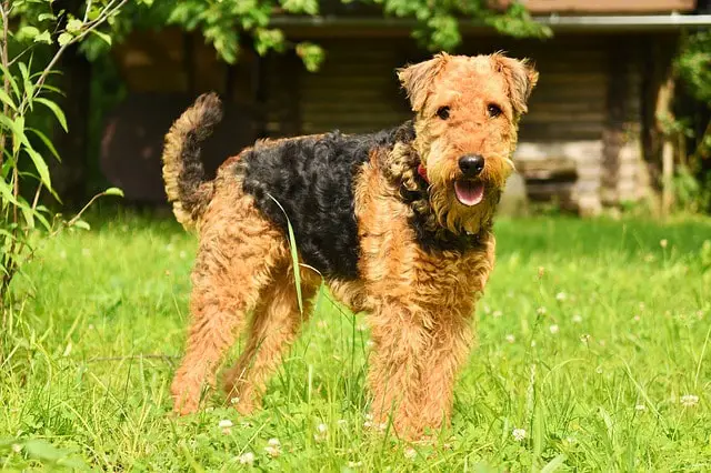 Physical Features of Airedale Terrier