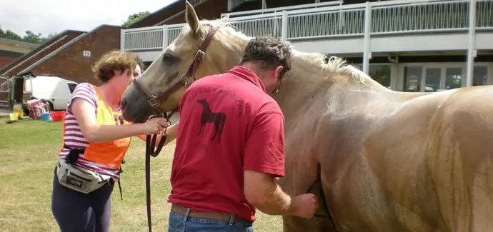 Places of Horse Euthanasia