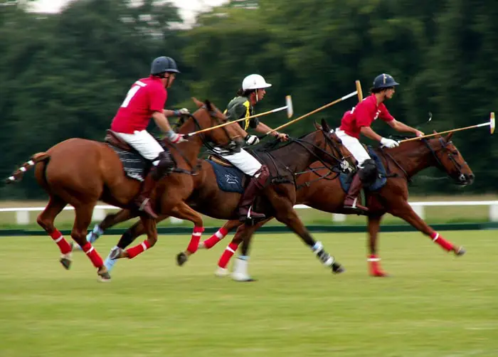 Polo Ponies