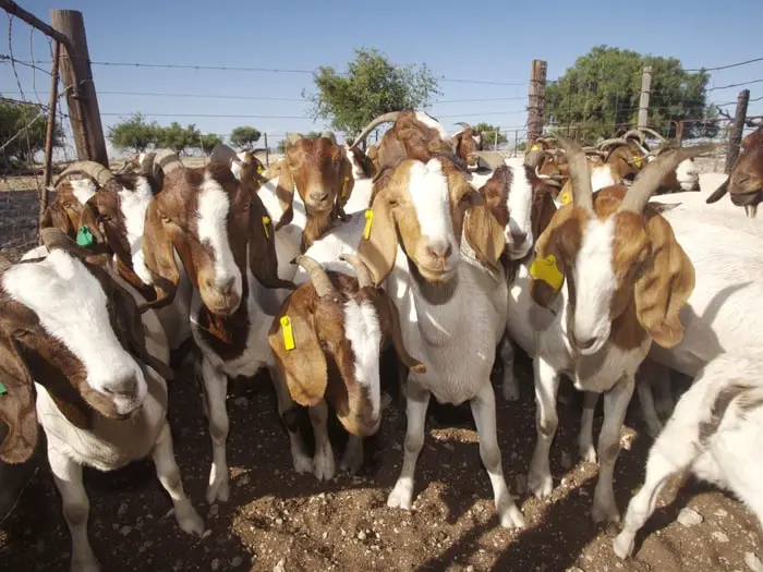 Predisposing Factors of Footrot