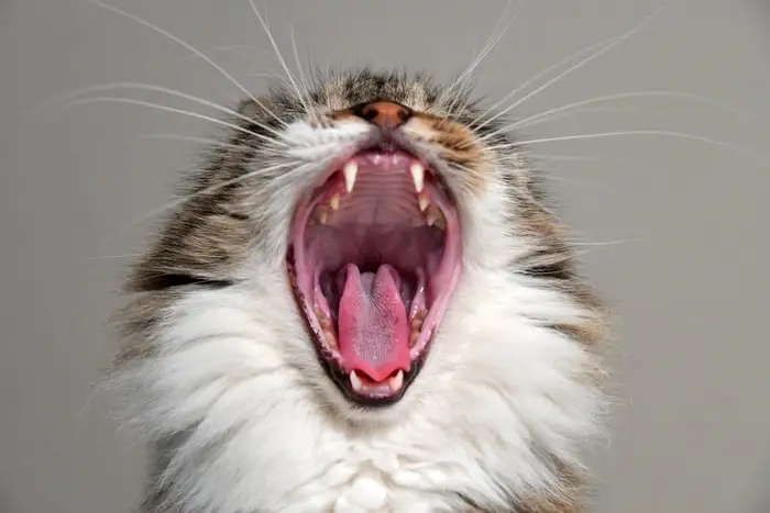 Prevention of Gingivitis in Cats