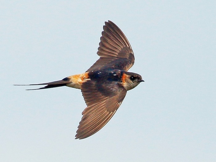 Red-Rumped Swallow 2