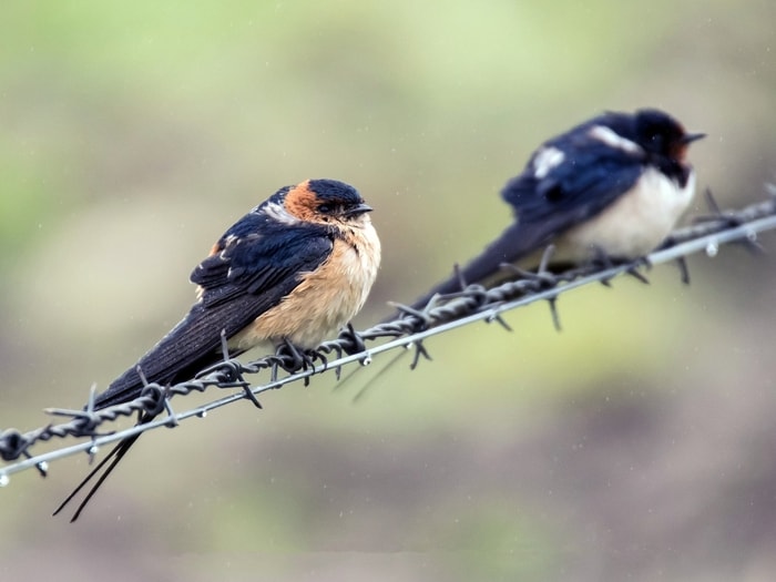 Red-Rumped Swallow