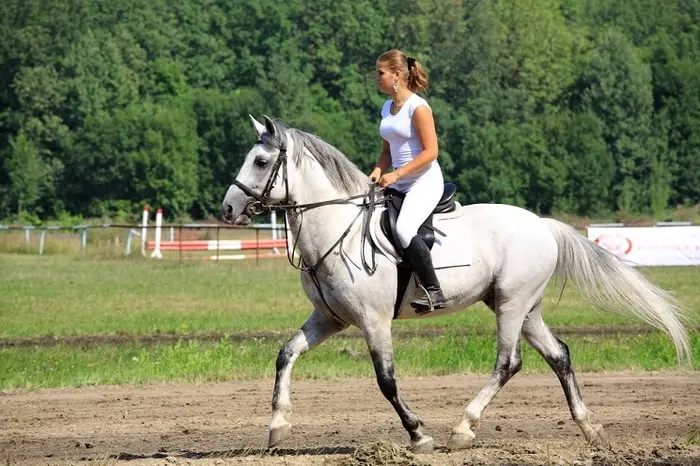Russian Orlov Trotter