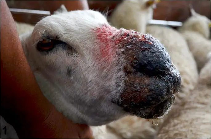 Signs of Contagious Ecthyma in Sheep