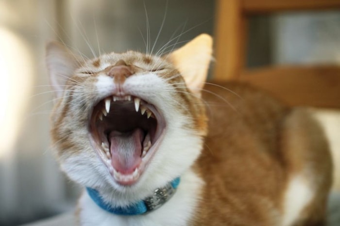 Signs of Feline Gum Infection