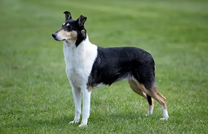 Smooth Collie