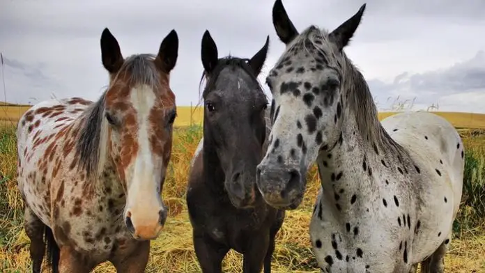 Spotted Horse Breeds