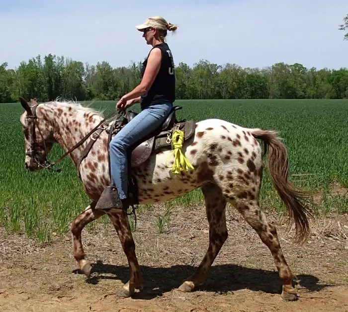 Spotted Horse Walkaloosa
