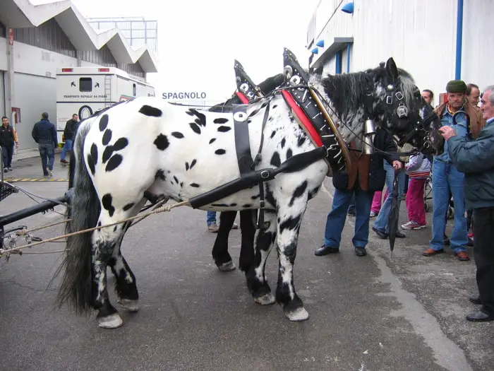 Spotted Noriker Horse