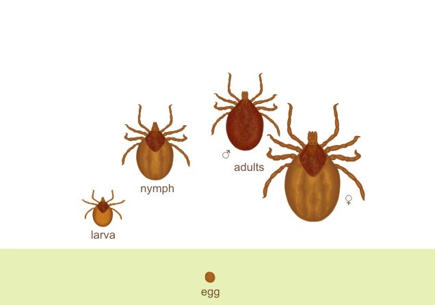 Stages of Tick Growth