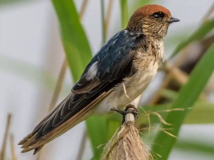 Streak Throated Swallow