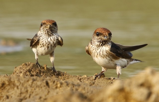 Streak_ Throated Swallow