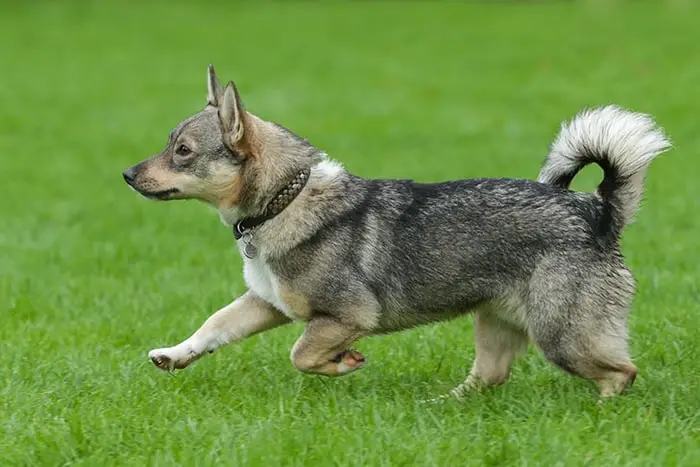 Swedish Vallhund